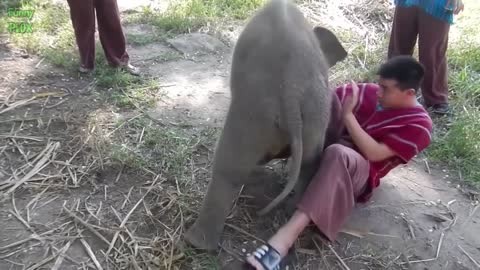 Funny and cute elephant compilation