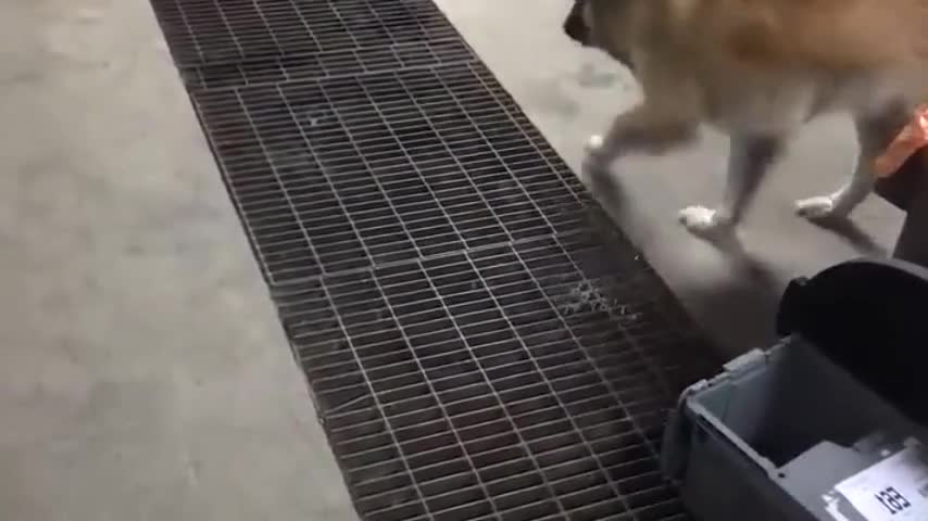 German Shepherd Scared to Walk Across Grate