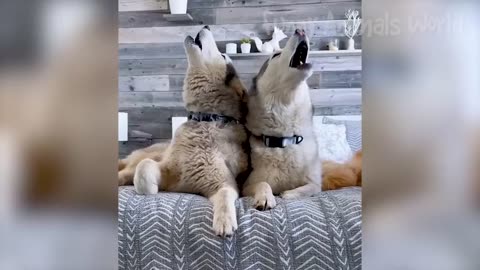 Funny Animal Videos 2023 😇 - Funniest Dogs and Cats Videos 😅