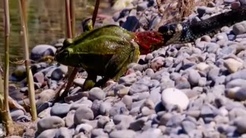 Snake eats frog😱#wildanimals #snake #frog #animals(4)