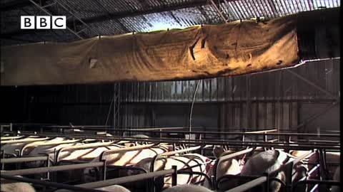 MOUSE MADNESS! - biggest mice swarms ever seen,