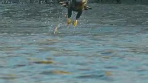 Bald Eagle, going for the kill!