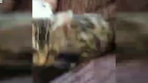 Funny cat animals videos