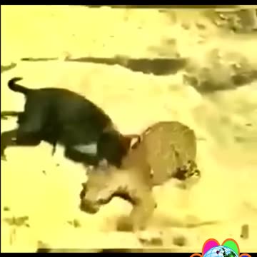 Tiger And Domestic Dogs