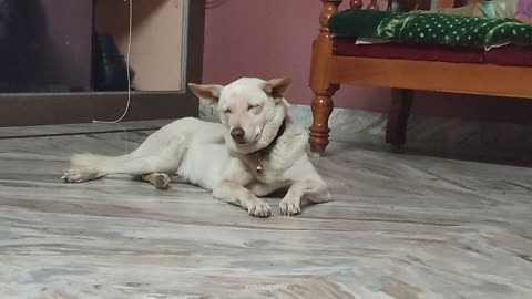 Dog sleep