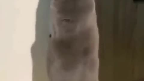 Cat funny videos clips