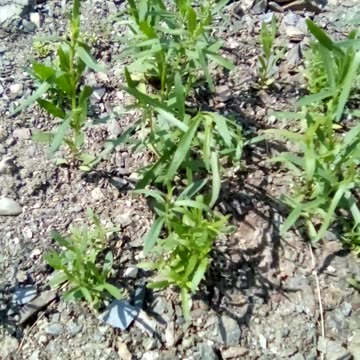 Russian tarragon garden with a mix of lemon balm, bee balm, Oregano, and sweet Annie.