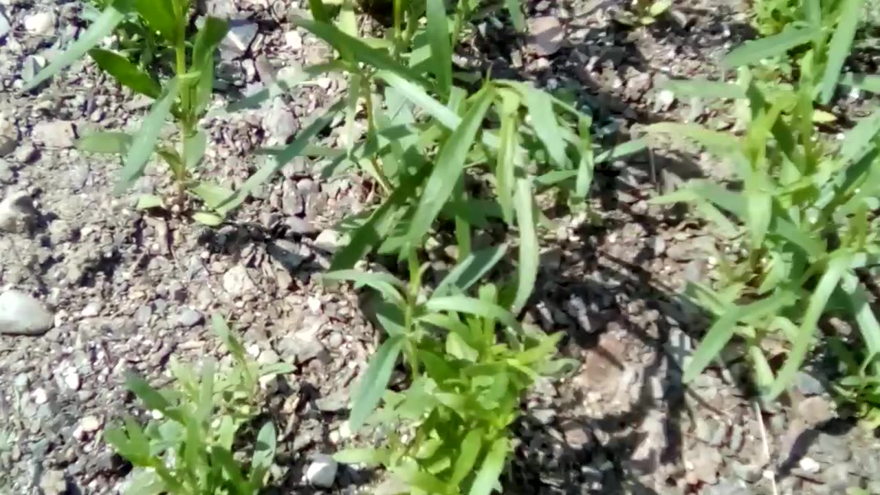 Russian tarragon garden with a mix of lemon balm, bee balm, Oregano, and sweet Annie.