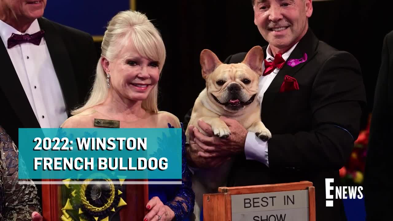 2022 National Dog Show_ Meet This Year's BEST IN SHOW _ E! News