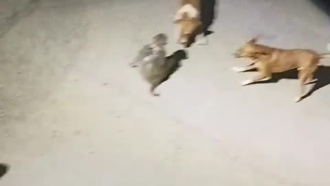 2 Dogs 🐕 And a Monkey 🐒 Fight