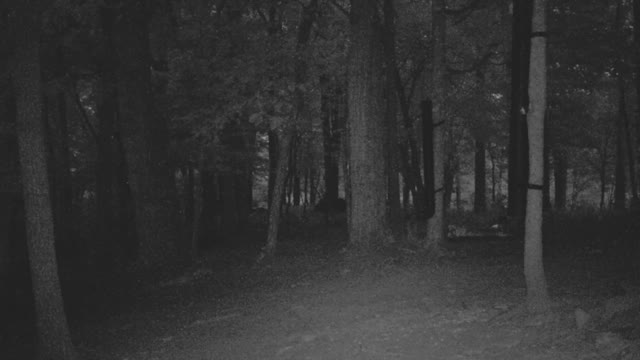 The Woods - 08/03/2021