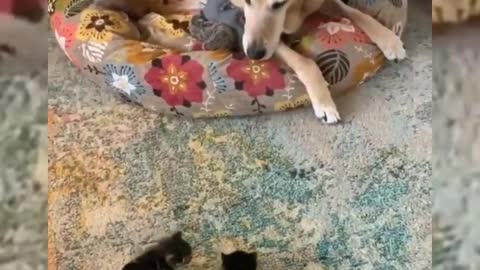 Cani e Gatti amore e odio - Compilation Divertente 😂😂😂