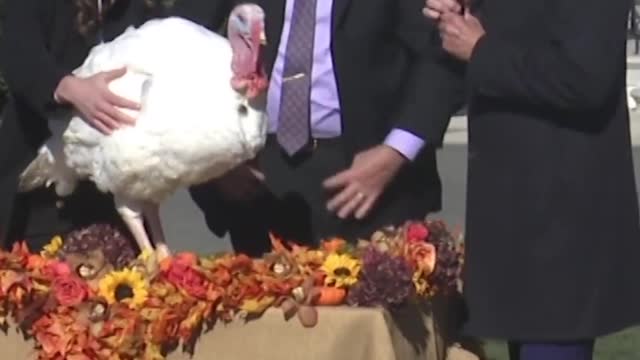 8_No fowl play. Biden pardons Thanksgiving turkeys Chocolate and Chip #shorts #biden