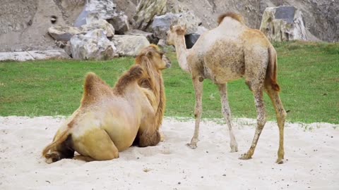 CAMEL_Desert Survivor