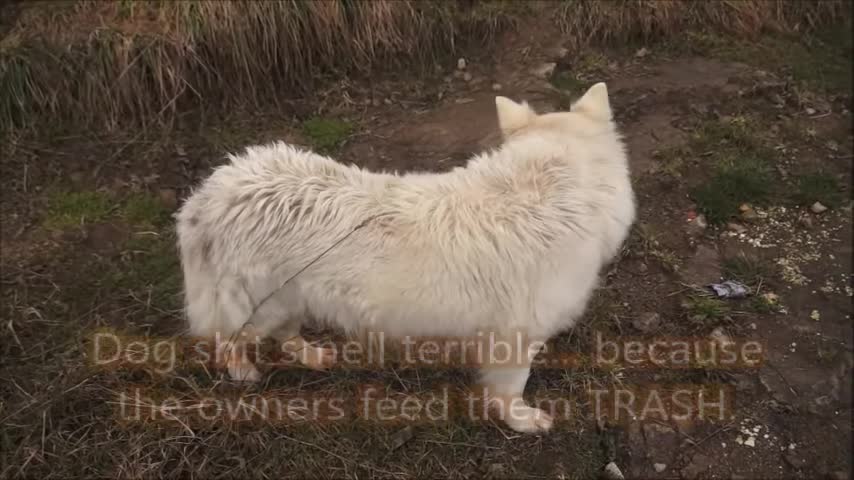 Thulean Perspective - How do WE live?