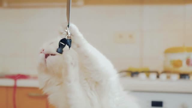 White cat plays with strap