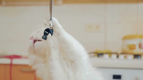 White cat plays with strap