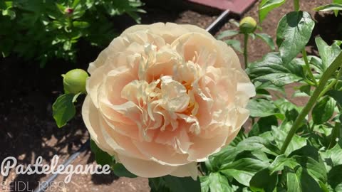 Canadian Peony Society Virtual Show