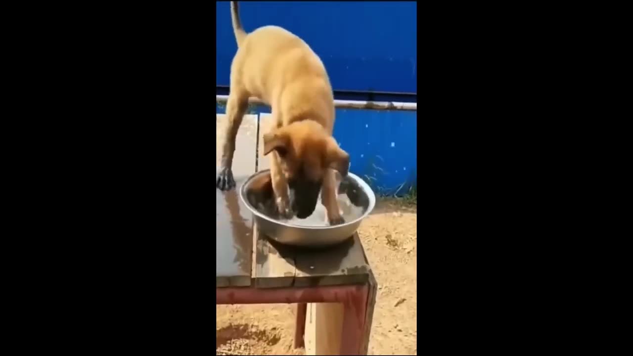 Funny animal video