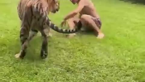 Man Plays With Tiger: