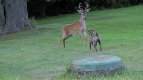 Bosco versus deer