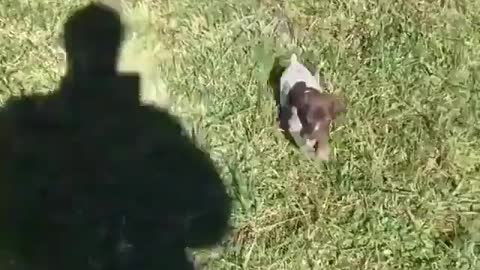 Bringing up the rear.