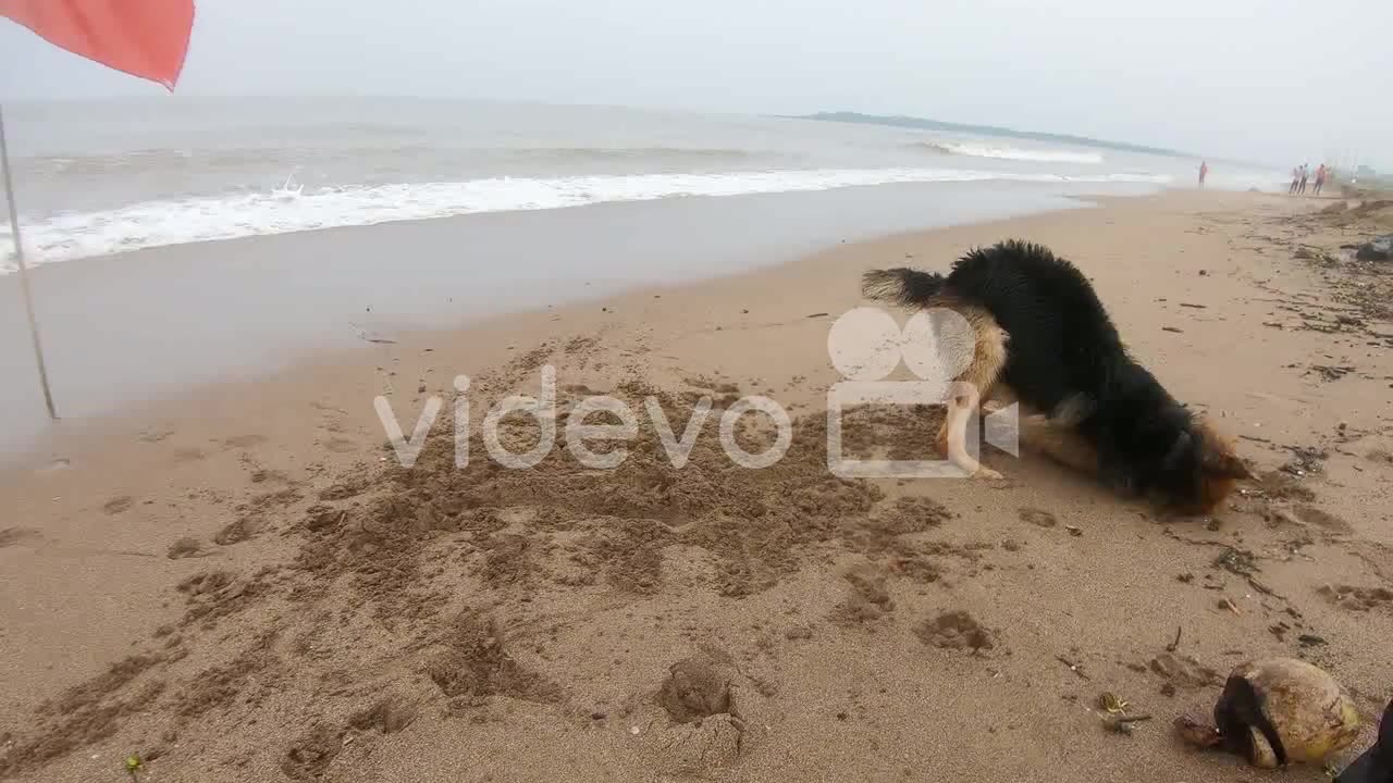 german shepherd dog scratching the beach sand K