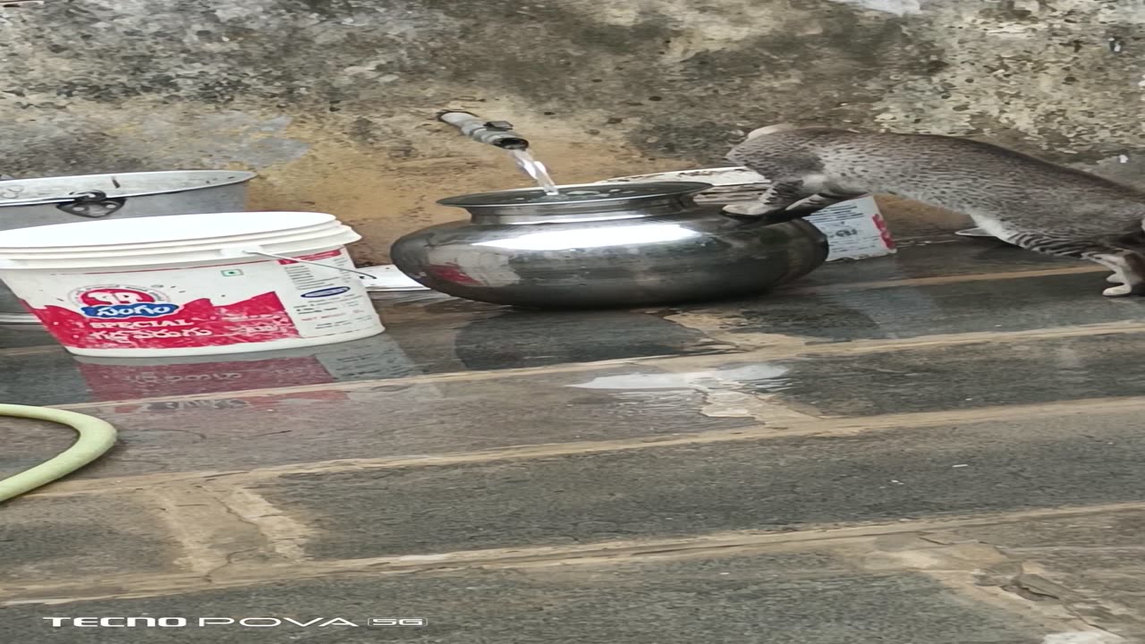 Cute little cat playing with water 💦
