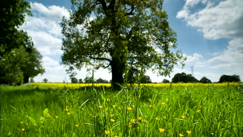 Countryside meadow