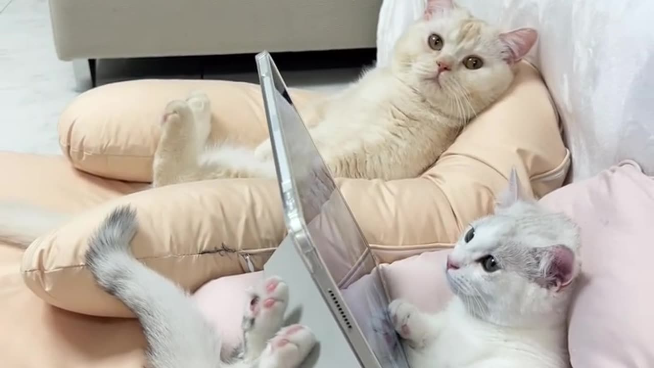 Cats living their best life