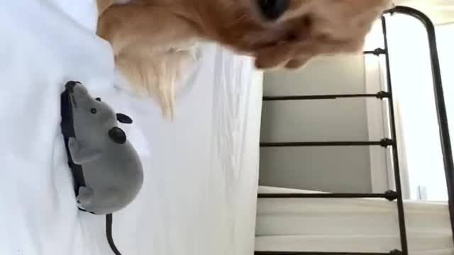 Dog & Mouse Fight| Must Watch!!!| Cute & Funny