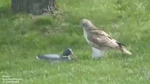 The hawk is in trouble