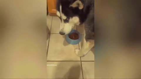 Funny animal videos😂😂😂