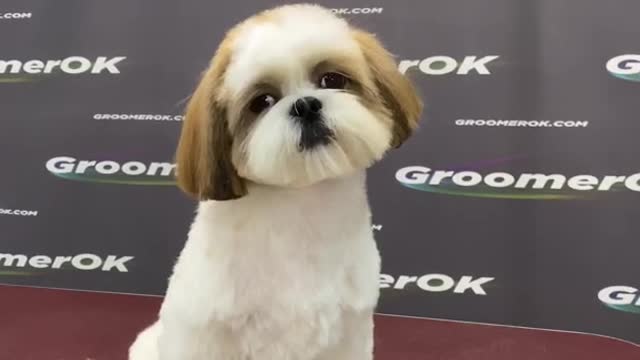 Shih Tzu grooming