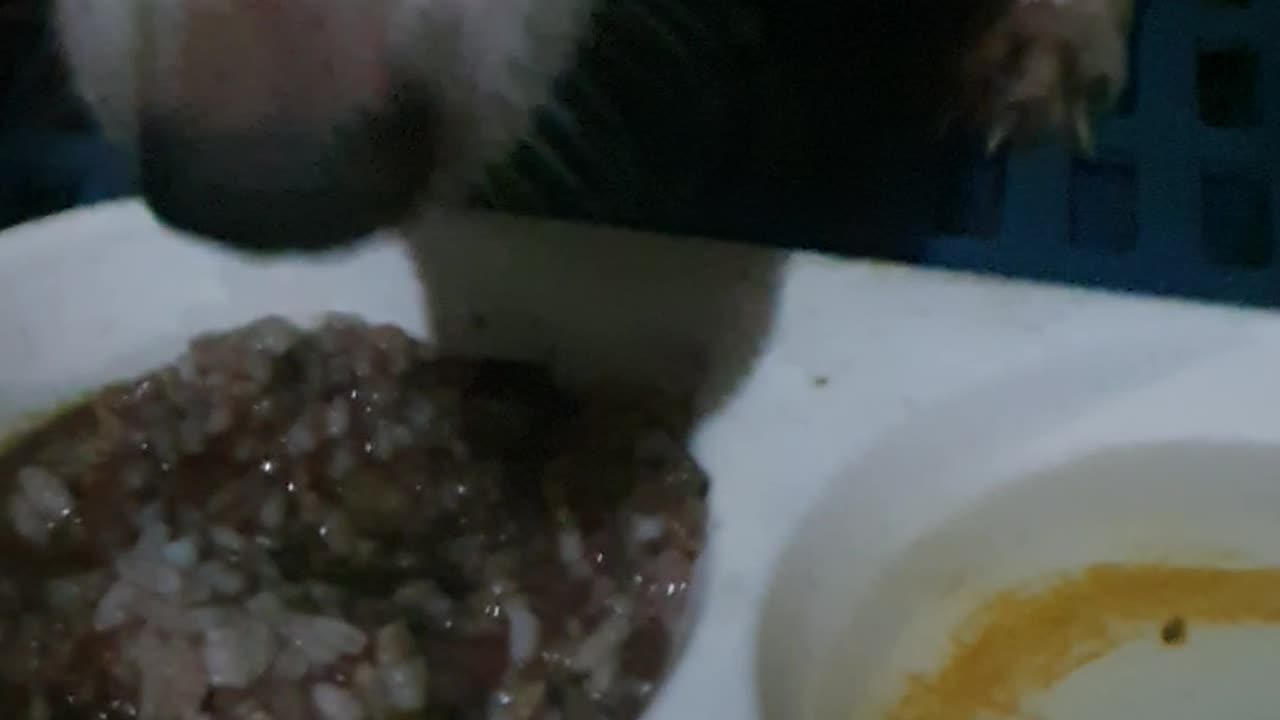 Giving table food to my pet