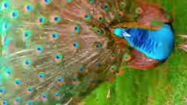 peacock dancing in rain