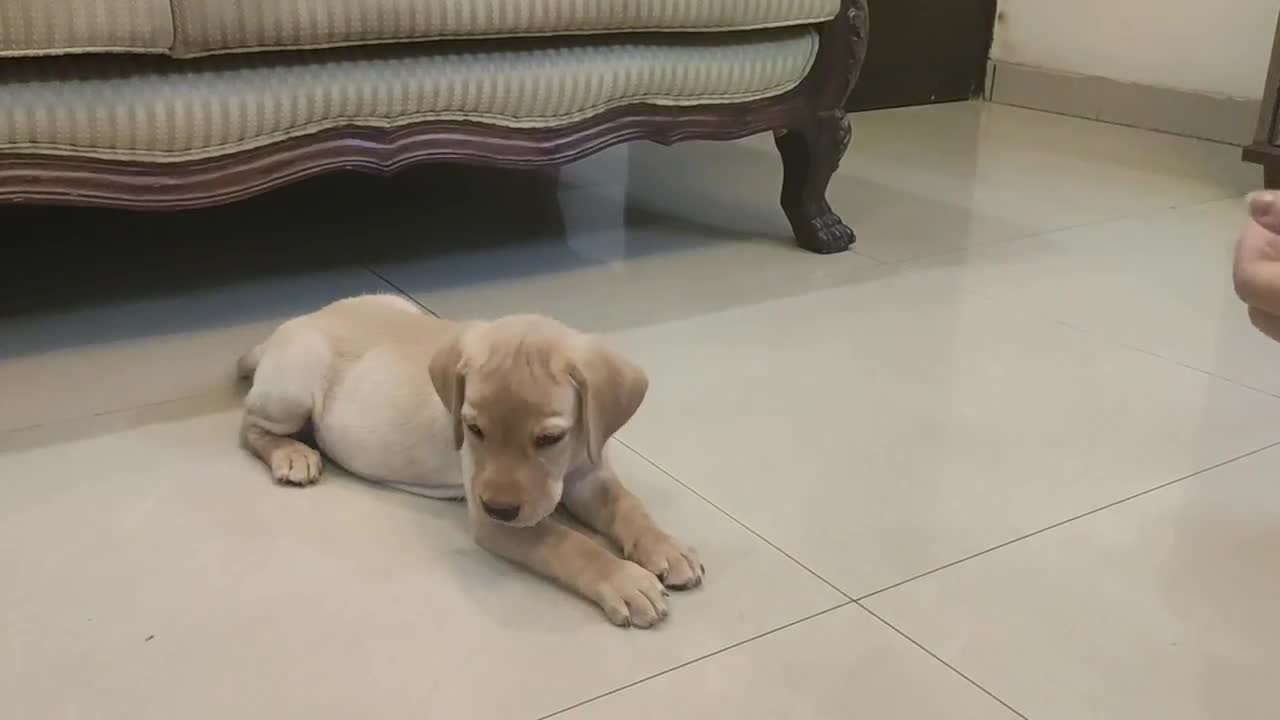 Labrador puppy training