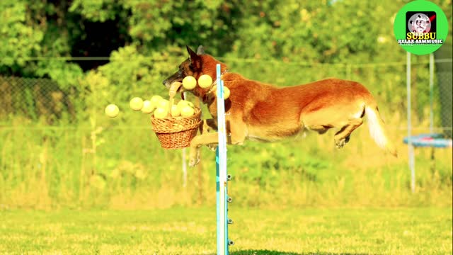 Cute dogs playing baby dogs jumping by subbutrue