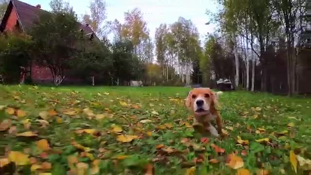 Running puppy