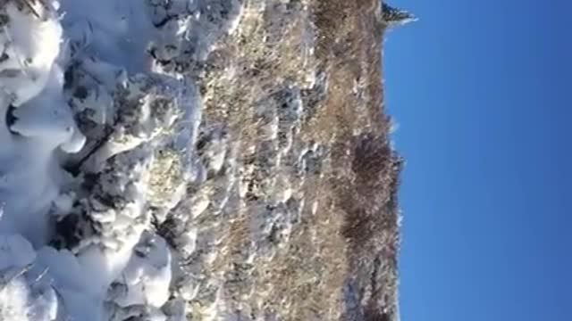 Tips for the mule deer rut