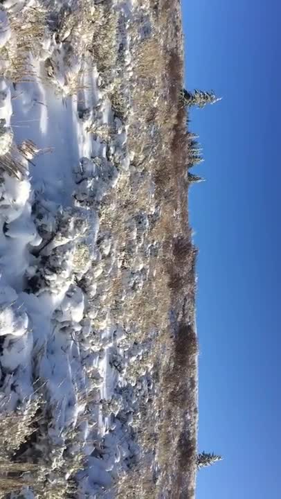 Tips for the mule deer rut