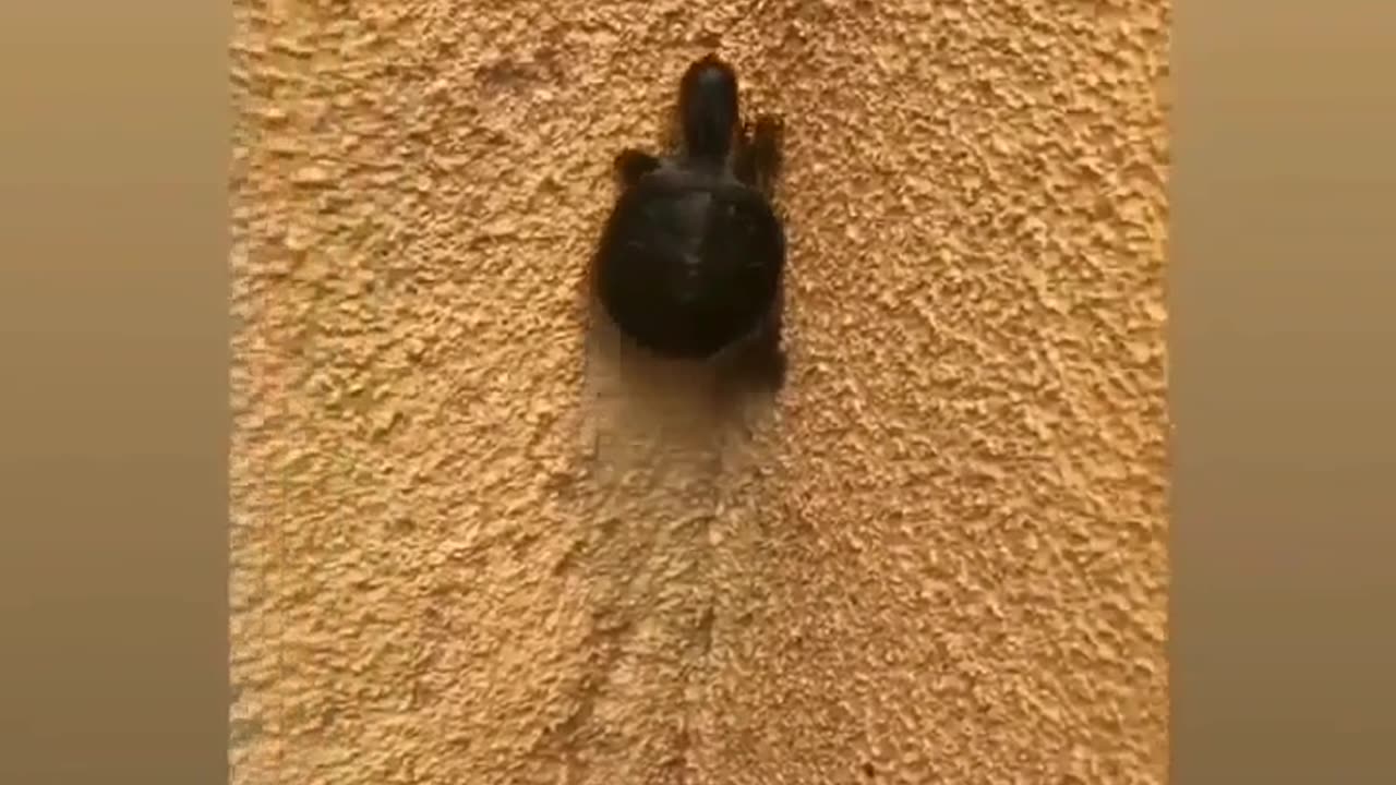 Ninja Turtle