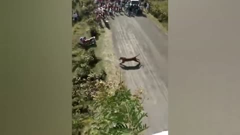 Tiger attack for human