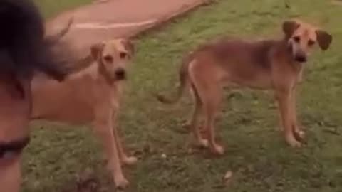 Dog funny style video