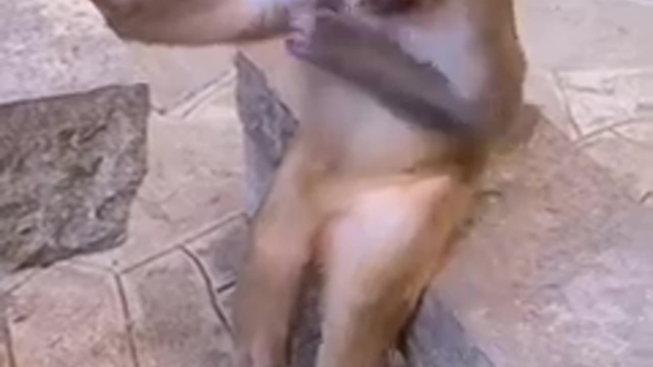 Monkey and dog 🤣🤣🤣🤣🤣 video