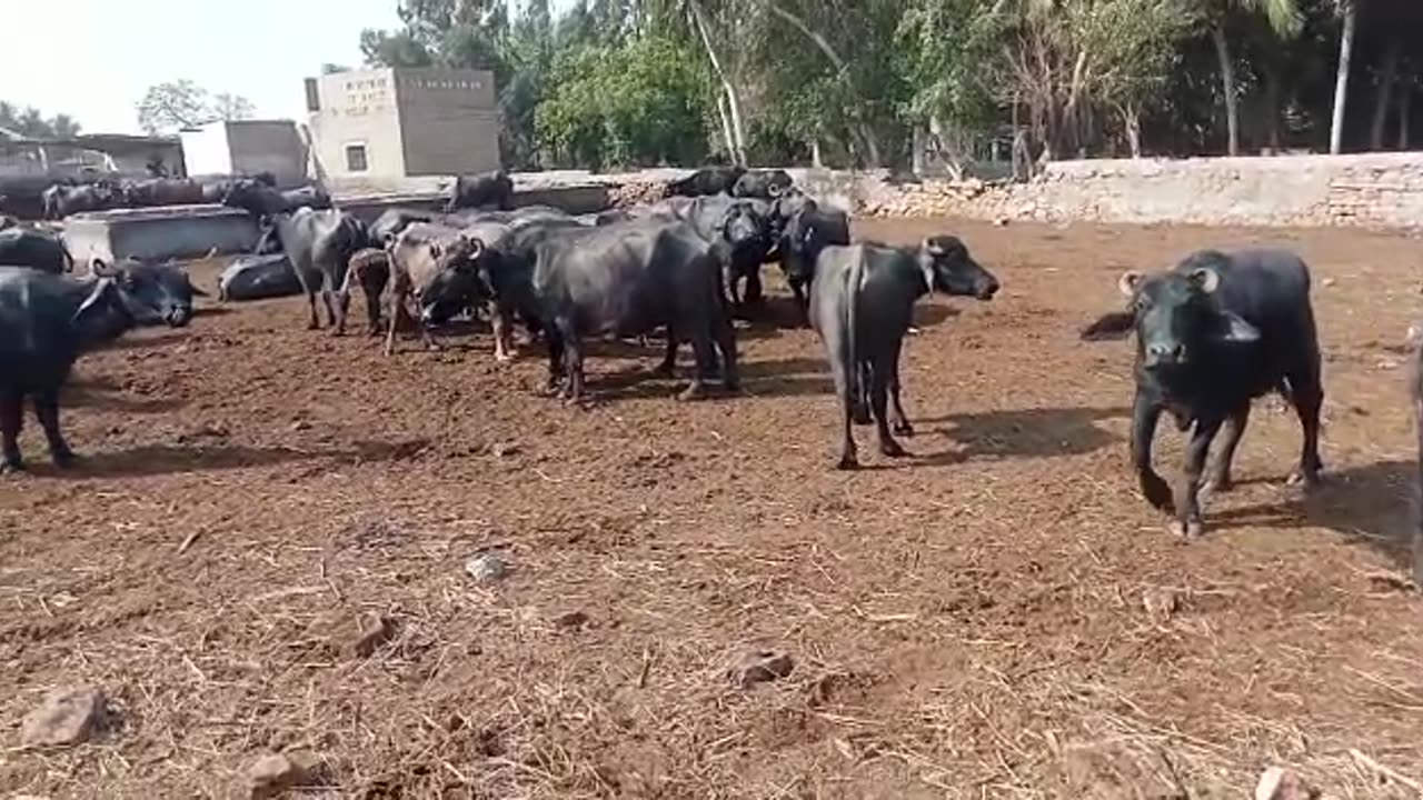 Buffalo Farming #cattles farming