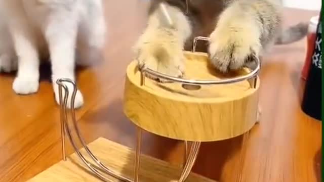 Observe the funny side of pets to make you laugh and enjoy the good mood