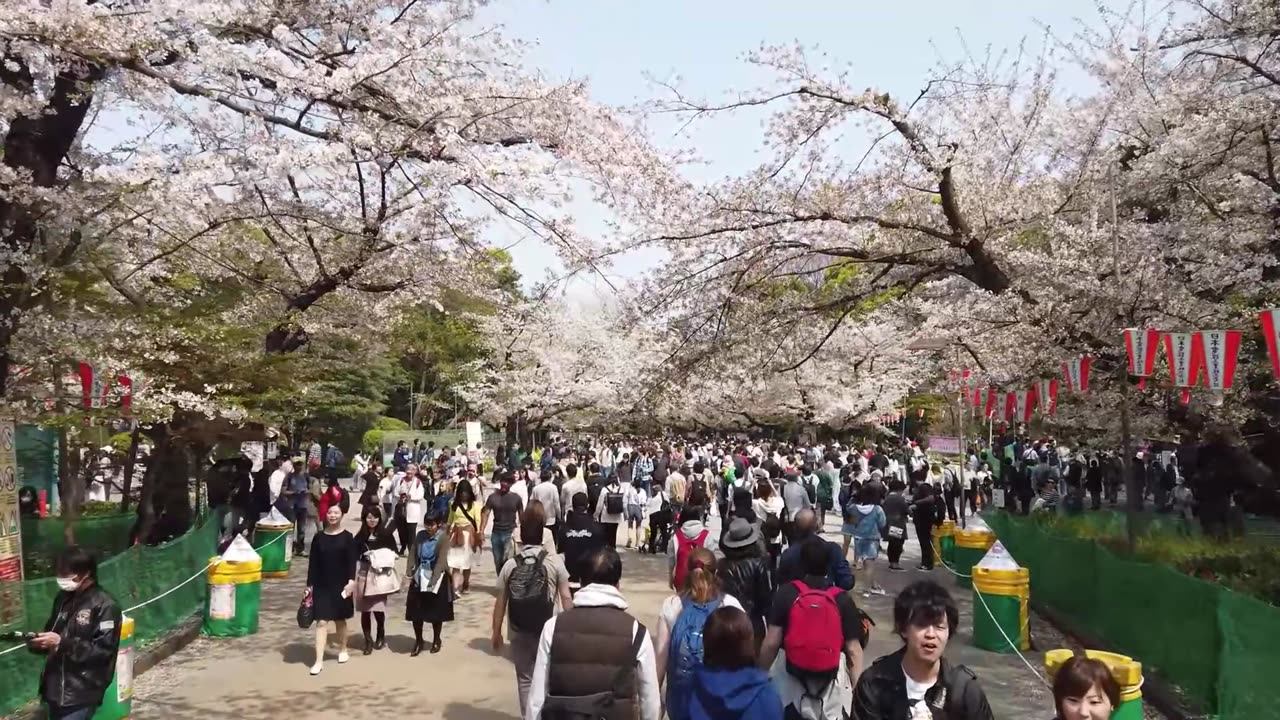 Tokyo Sakura Serenity: Walking on Cherry Blossom Expedition