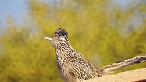 Sounds Of The Roadrunner