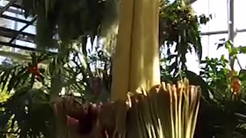 Rare corpse flower blooms at San Diego Botanic Garden